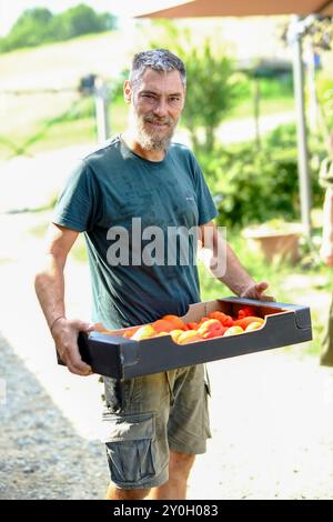 Stolzer Landwirt, der eine Kiste frisch geernteter Tomaten trägt. Genießen Sie die Sommersonne. Harte Arbeit und Engagement für eine nachhaltige Landwirtschaft unter Beweis stellen Stockfoto