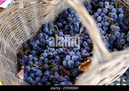 Korb aus Korb mit Reifen schwarzen Trauben, perfekt für die Weinherstellung, mit leuchtenden Farben und Texturen in einem Weinberg Stockfoto