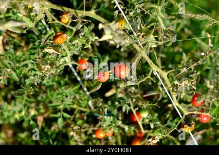 Kirschtomatenpflanze mit Reifen und unreifen Tomaten, die auf der Rebe wachsen, haben einige Tomaten gespaltene Schalen durch Übergießen oder uneinheitliches Gießen Stockfoto