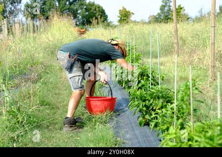 Der Landwirt erntet reife Paprika auf einem Feld und legt sie vorsichtig in einen roten Eimer. Er arbeitet fleißig und sorgt dafür, dass die Paprika am geerntet werden Stockfoto