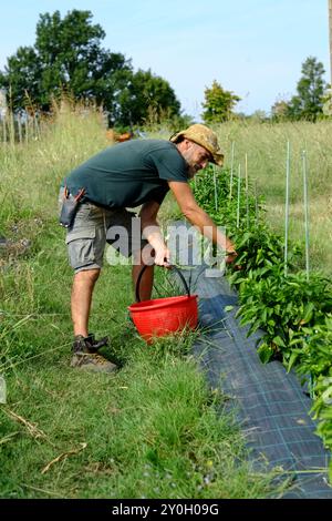 Der Landwirt erntet reife Paprika in einem üppigen Gemüsegarten und zeigt die Essenz des ökologischen Landbaus und lokaler Produkte. Er wählt sorgfältig das pepp aus Stockfoto