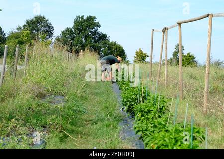 Landwirt erntet Paprika auf einem sonnigen Feld und zeigt nachhaltige Landwirtschaft und die Schönheit der Natur Stockfoto