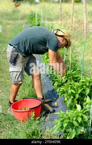 Der Landwirt erntet frische Paprika von seinem Feld, wählt sorgfältig die Reifen aus und legt sie in einen Eimer. Er ist leidenschaftlich für Producin Stockfoto