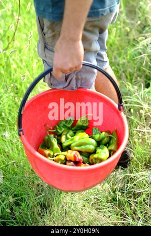 Der Bauer trägt einen Eimer mit frisch geernteten grünen Paprika auf einem Feld, bereit für den Markt. Das Bild erinnert an Konzepte von Frischwaren, Agricul Stockfoto