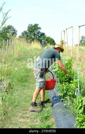 Landwirt erntet Paprika auf einem sonnigen Feld, verkörpert Landwirtschaft und ländliches Leben in einer ruhigen Kulisse. Ökologischer, nachhaltiger Landbau in der Natur Stockfoto