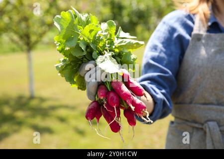 Landwirt hält frisch geerntete Radieschen im Garten, Nahaufnahme Stockfoto