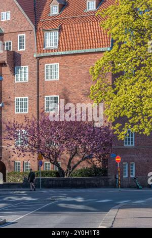 Göteborg, Schweden - 1. Mai 2022: Rosa Kirschblütenbaum an einem Backsteingebäude. Stockfoto