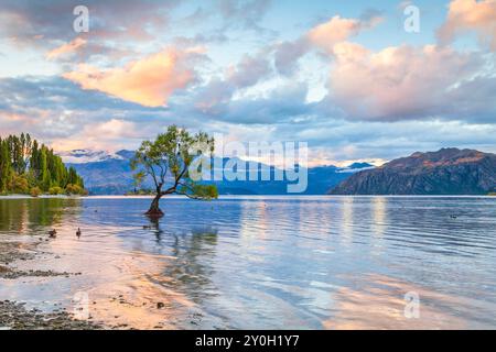 Wanaka, Neuseeland - Lake Wanaka bei Sonnenuntergang und der weltberühmte Baum, der in der Nähe des Ufers steht. Stockfoto