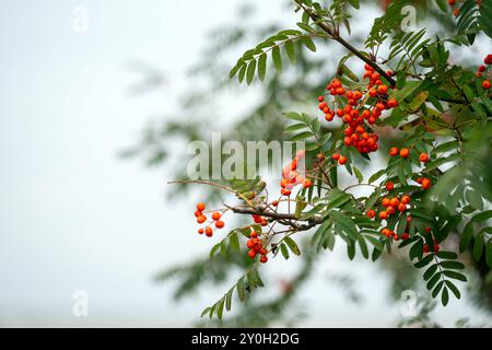 Leuchtend rote Beeren hängen von saftig grünen Blättern und zeigen die Schönheit der Natur im Herbst. Stockfoto