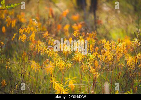Schöne bunte Herbstblätter von Bäumen. Herbstnatur in verschiedenen Farbnuancen. Stockfoto