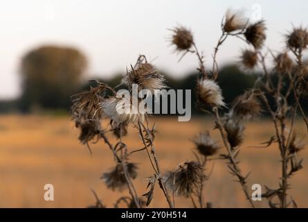 Eine Nahaufnahme von getrockneten Distelpflanzen auf einem Feld während des Sonnenuntergangs, die die Texturen und Farben des Spätsommers in einer ländlichen Landschaft hervorheben. Epische Scane Stockfoto