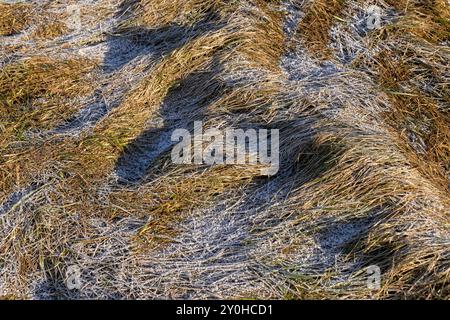 Schneebedecktes Gras im Winter, trockenes Gras bedeckt mit Schnee nach Schneefällen im Winter Stockfoto