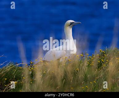 Nördlicher Gannet (Morus bassanus) Erwachsener, der auf Nest sitzt. RSPB Truppenkopf, Banffshire, Schottland, Großbritannien Stockfoto