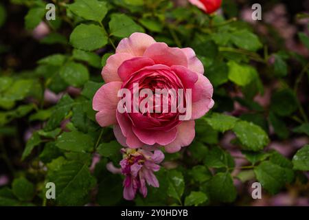 Rosafarbene Rose der Sorte „R. Princess Alexandra of Kent“ mit grünen Blättern auf der Rückseite von David Austin Stockfoto