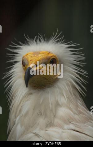 Ägyptischer Geier (Neophron percnopterus), auch Weißer Schnitzelgeier genannt Stockfoto