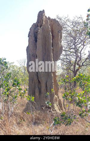 Mound of Cathedral Termite (Nasutitermes triodiae), Litchfield National Park, Litchfield Park, Northern Territory, Australien Stockfoto