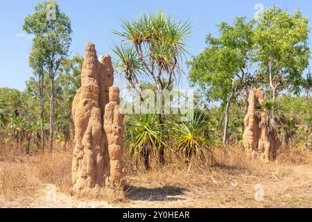 Hügel von Kathedraltermiten (Nasutitermes triodiae), Litchfield National Park, Litchfield Park, Northern Territory, Australien Stockfoto