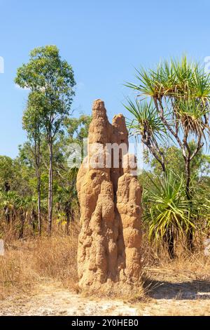 Hügel von Kathedraltermiten (Nasutitermes triodiae), Litchfield National Park, Litchfield Park, Northern Territory, Australien Stockfoto