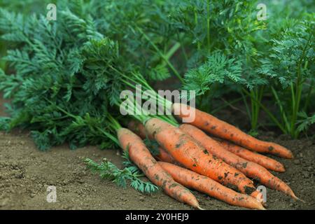 Haufen frischer Karotten unter anderem auf dem Boden im Garten, Nahaufnahme Stockfoto