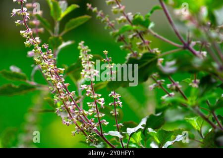 Ocimum tenuiflorum ist eine aromatische Pflanze der Minzfamilie Lamiaceae. Stockfoto