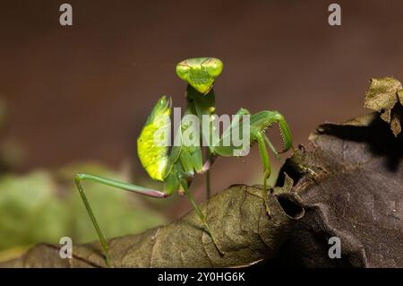 Die betende Mantis ist mit erstaunlichem Sehvermögen und aufhellenden Reflexen ausgestattet. Sie sind sehr effiziente Raubtiere von Insekten und anderen wirbellosen Tieren Stockfoto