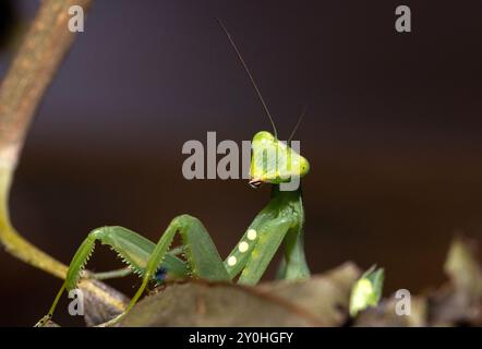 Die betende Mantis ist mit erstaunlichem Sehvermögen und aufhellenden Reflexen ausgestattet. Sie sind sehr effiziente Raubtiere von Insekten und anderen wirbellosen Tieren Stockfoto