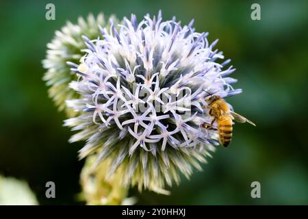 Hummel (Westliche Honigbiene auch bekannt als Europäische Honigbiene (APIs mellifera)) sammelt Pollen aus einer Distel in einem städtischen Garten, Streatham, London, United Stockfoto