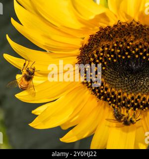 Dynamische Nahaufnahme mehrerer Bienen, die an einer leuchtend gelben Sonnenblume arbeiten, zeigt die Komplexität und Schönheit der Natur Stockfoto