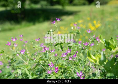 Nahaufnahme der Blüten des Thurstonianum cranesbill (Geranium oxonianum) in Blüte Stockfoto