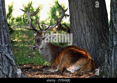 Männliche Rotwild liegen im Schatten zwischen Bäumen und schauen im Sommer in der Nähe der Donau in die Kamera Stockfoto