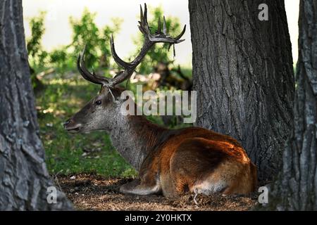 Männliche Rotwild, die im Sommer im Schatten zwischen Bäumen in der Nähe der Donau liegen Stockfoto