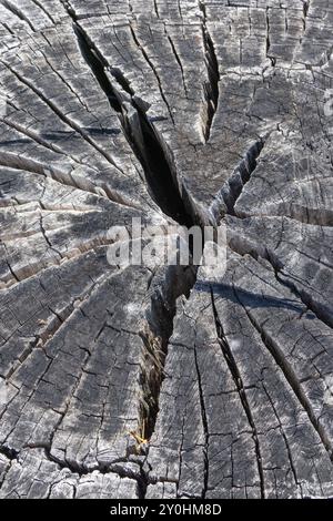 Baumstumpf mit Rissen, die eine Sternform bilden, zeigt die Auswirkungen von Zeit und Wetter Stockfoto