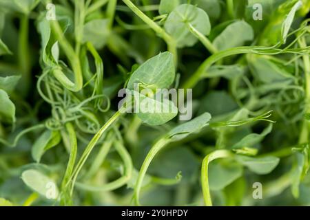 Eine große Anzahl von grünen Erbsenkeimen, Erbsenpflanzen, die im Winter in einem kleinen Behälter ohne Boden angebaut werden, um Mikrogrün zu erzeugen Stockfoto