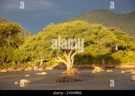 Ein Winterdorn steht auf einem Felsvorsprung im Ruaha River. Diese spektakulären großen Bäume sind insofern ungewöhnlich, als sie während der Trockenzeit in Blättern sind Stockfoto