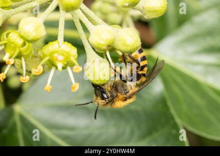 Ivy Bee, Colletes Hederae, Großbritannien Stockfoto