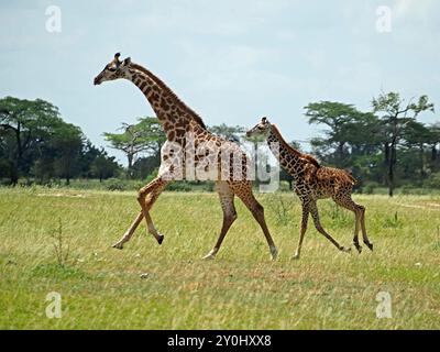 2 junge Masai-Giraffe (Giraffa tippelskirchi) eine sehr kleine, mit Geschwindigkeit durch die Graslandsavanne im Nyerere-Nationalpark, Tansania, Afrika Stockfoto