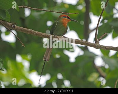 Bohm's Bee-Eater (Merops boehmi) mit Augenstreifen, grünem/Kastaniengefieder und langen Schwanzbändern auf schattigem Zweig - Lake Manze Nyerere NP Tansania Stockfoto