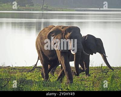 Zwei afrikanische Elefanten (Loxodonta Africana) spazieren bei Sonnenaufgang am Manze-See im Nyerere-Nationalpark, Tansania, Afrika Stockfoto