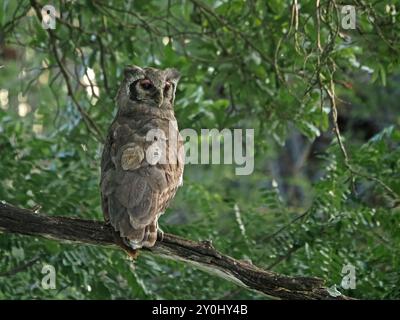 Markante rosafarbene Augenbrauen des großen Verreaux-Uhus (Bubo lacteus), die sich im grünen Laub des Waldes am Manze Lake, Nyerere NP, Tansania, Afrika thront Stockfoto