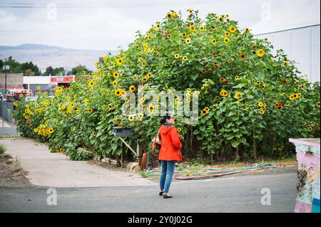 Eine Frau in einer orangefarbenen Jacke geht an einem riesigen Sonnenblumenfeld auf einem verlassenen Stadtgrundstück vorbei. Ellensburg WA, USA Stockfoto