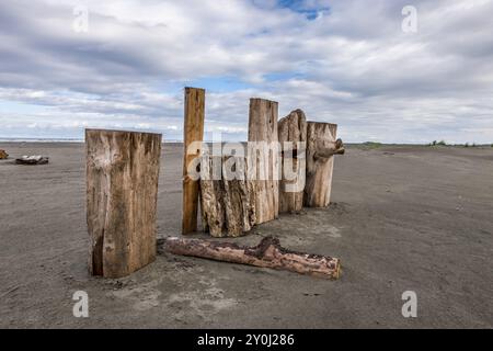 Alte Baumstämme stehen am Pacific Beach, Washington Stockfoto