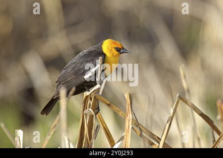 Eine gelbköpfige Amsel steht auf großem, getrocknetem Gras im Saltese Flats Conservation Area im Liberty Lake, Washington Stockfoto