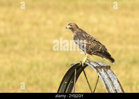 Ein wunderschöner Falke mit rauen Beinen sitzt auf einem Bewässerungsrad und sucht nach seiner nächsten Mahlzeit in Nord-Idaho Stockfoto