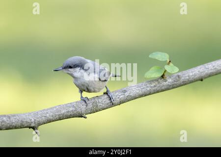 Ein niedlicher Zwerg-Nacktschuck sitzt auf einem Zweig in Nord-Idaho Stockfoto