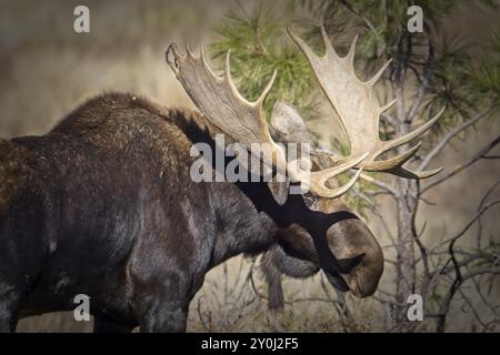 Eine Nahaufnahme eines Bullenelchs befindet sich in einem grasbewachsenen Gebiet des Turnbull Wildlife Refuge in der Nähe von Cheney, Washington Stockfoto