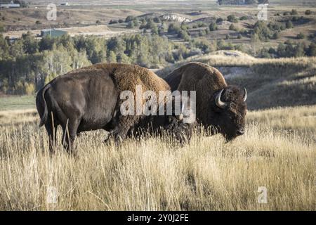 Zwei Bisons weiden auf Gras in der National Elk and Bison Range in Montana Stockfoto