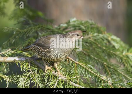 Weibliche Wachtel auf einem kleinen Kiefernzweig in Rathdrum, Idaho Stockfoto