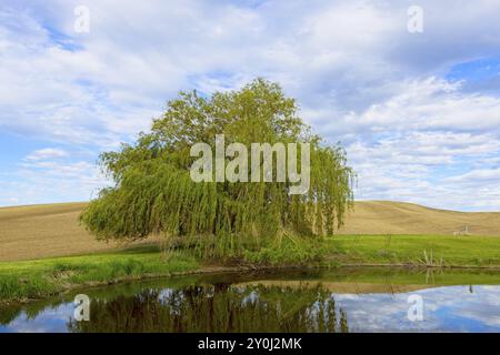 Buschiger Baum an einem kleinen Teich in Washington Stockfoto