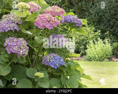 Hortensie in Blüte im Garten, Nordrhein-Westfalen, Deutschland, Europa Stockfoto