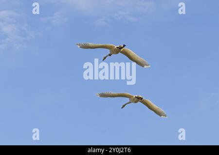 Zwei Tundraschwäne fliegen in der Luft gegen einen blauen Himmel im Westen Montanas Stockfoto